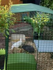 Kaniner i en kaninhage