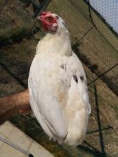 En vit kyckling stod på sin ägares hand i en trädgård bakom ett nät.