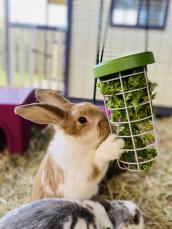 Våra kaniner älskar att äta grönsaker ur Godishållaren!