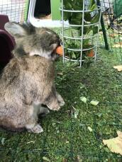 En kanin som äter en morot från en Godishållare