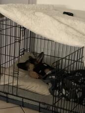 En God som sover i en Omlet hundkorg