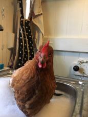 Bad kyckling efter prolaps