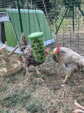 Två kycklingar som njuter av att picka på en hängande picka-leksak.