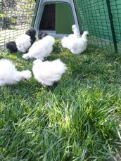 Flera små kycklingar som hackar gräs i utflykten till sitt stall