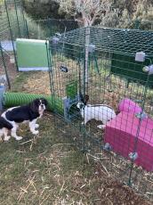 Kanin i Omlet Zippi kaninhage med Zippi skydd och Zippi tunnel i anslutning till hund utomhus