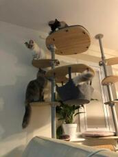 Katter på inomhus Freestyle av rachel stanbury 