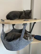 Två grå katter som slappnar av på sitt inomhusträd