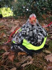 En kyckling i en jacka med hög synlighet satt ute i höstlöven