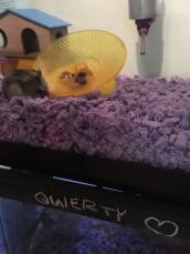 Hamster qwerty anpassar sig till sitt nya hem!