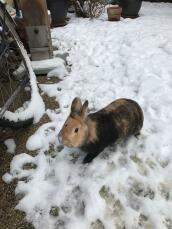 En svart och brun kanin i Snow i en trädgård