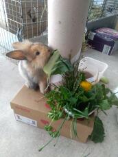 Kaniner som njuter av att äta snacks :)
