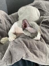 En grå kattunge som njuter av sin filt