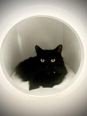 En svart katt som vilar i sitt lilla hus
