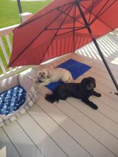 Två hundar njuter av sin fräscha kylmatta i sommarvärmen.