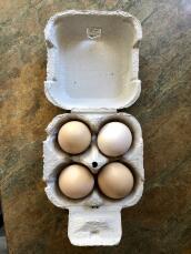4 ägg från 4 silkies idag ! den perfekta dagen för den bästa 4 ägglådan ! vi är lyckliga silkiehållare ! 