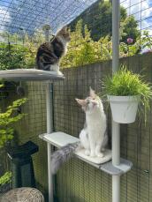 Två katter i en solig trädgård, sittande på sitt kattträd utomhus
