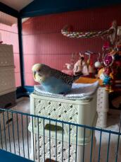 En papeGoja som sitter ovanpå två lådor i sin bur.