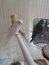Tre vita, gula och blå papeGojor i en bur som sitter på en träpinne