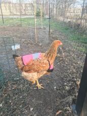En kyckling med en rosa skyddsjacka