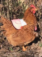 En kyckling med en rosa skyddsjacka