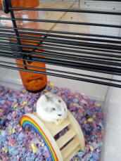 En liten vit och grå hamster stod på en regnbågsleksak i en ganska stor hamsterbur.
