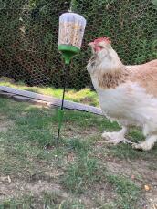 En kyckling som hackar på Omlet kycklingplockleksak.