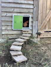 En grön automatisk dörr för hönshus monterad på ett hönshus i trä