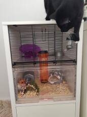 Chutney älskar sin nya bur (kattsäker!)
