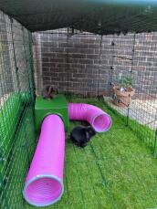 Våra kaniner lever i skyddstunnlar och lektunnlar. både på insidan och på toppen! ?