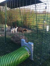 Kaniner i Omlet Zippi kaninlekstuga med Omlet Zippi tunnel