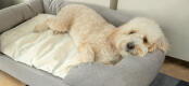 Vit hund sover på grå Omlet hundbädd och kylmatta i minnesskum med kylmatta