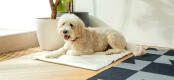 Omlets kyldynor ger din hund en sval plats att vila på, och kommer bli en favorit under sommaren.
