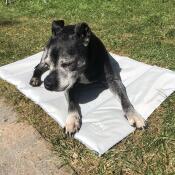 Hund som ligger på Omlet kylande hundmatta