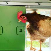 En kyckling som går in i sitt stall genom den automatiska stalldörren
