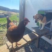 Hund som kommer ut från Omlet grön automatisk dörr till hönshus med kyckling på stege