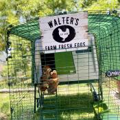 Färska ägg från walters farm!