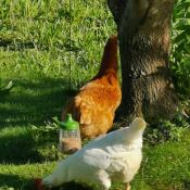 Höns och Omlet peck leksak