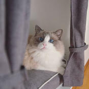 Maya Nook till @rosaparksragdoll