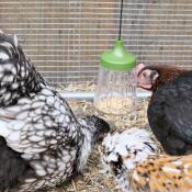 Flora, fauna och serena (padovana ciuffata, marans, orpington) med sin peck leksak