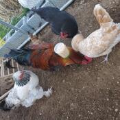 Höns i löpning med Omlet peck leksak