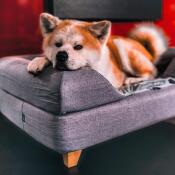 Söt hund som ligger på Omlet Topology hundbädd med bolster och fyrkantiga träfötter