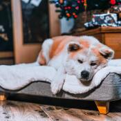 Söt hund som ligger på Omlet Topology hundbädd med fårskinnsöverdrag och fyrkantiga träfötter