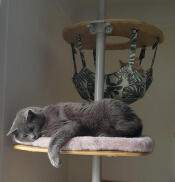 Titta efter den andra katten...