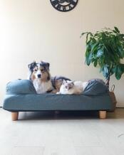 En hund och en katt som delar på en stor säng med kuddar.