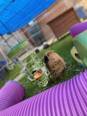 Cleo njuter av sin matare! 