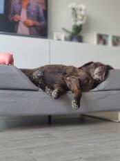 Nina, 14 år choklad labrador 