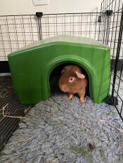 Ett marsvin som kommer ut från Omlet guinpig shelter.