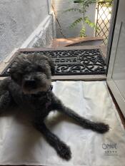 Hund som ligger på Omlet kylande hundmatta