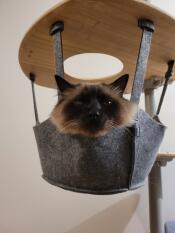 En katt i korgen i sitt inomhusträd