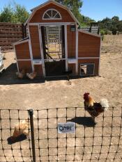 Vår kycklinganläggning. ser Good ut, men Omlet stallet kommer att hålla längre. 